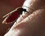 Японские биологи создали комаров, которые будут разносить вакцины.